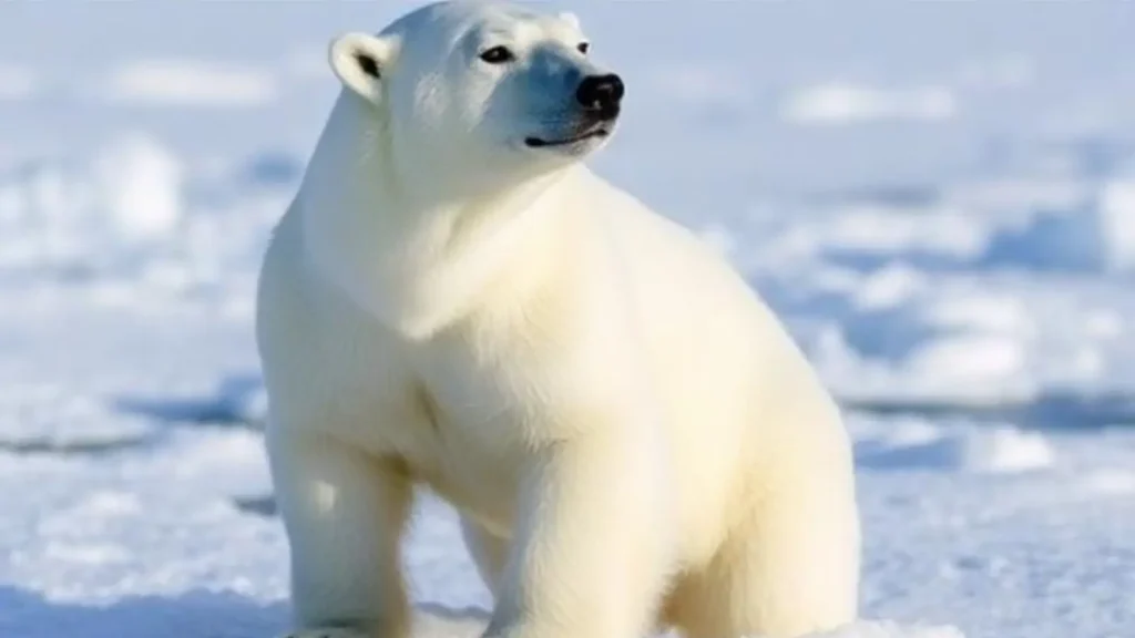 how much does a polar bear weigh joke
